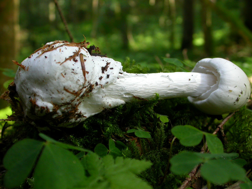 Amanita virosa (Lamark) Bertillon