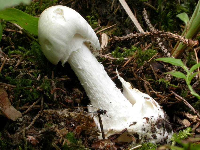 Amanita virosa (Lamark) Bertillon