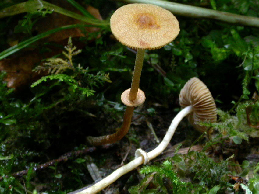 presunta Pholiotina arrhenii
