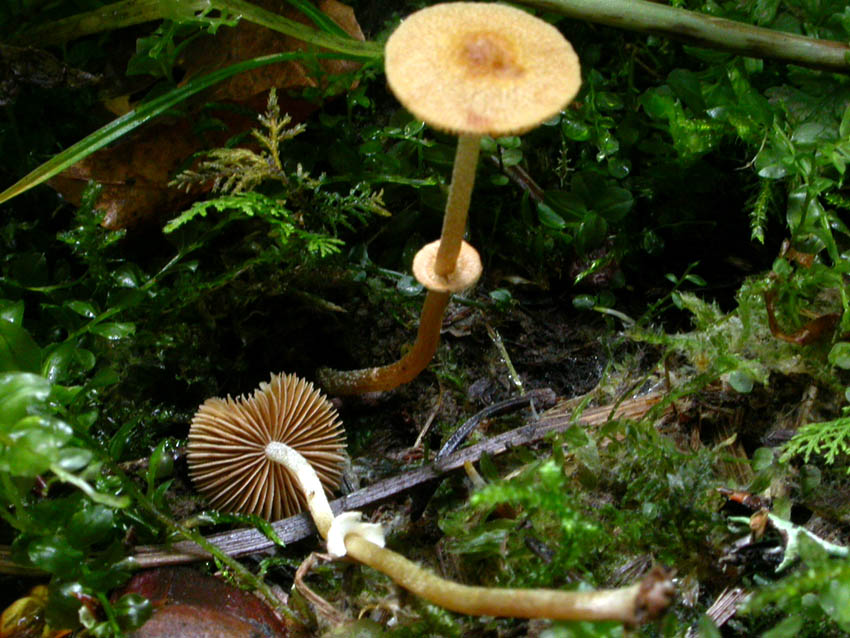 presunta Pholiotina arrhenii