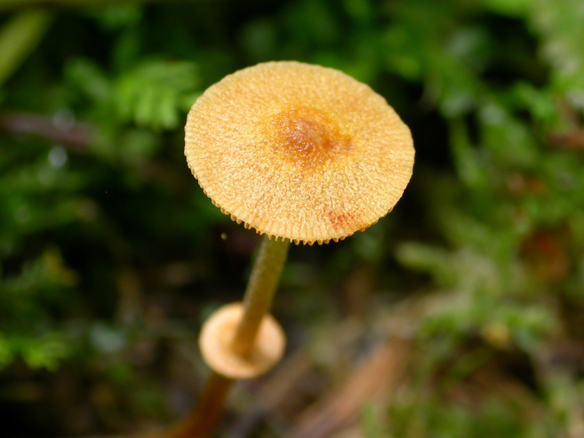 presunta Pholiotina arrhenii