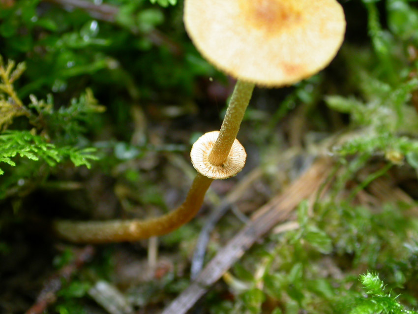presunta Pholiotina arrhenii