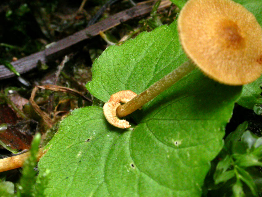 presunta Pholiotina arrhenii