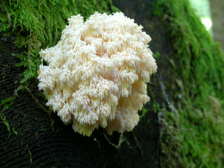 La foresta subalpina di Les breuleux  (CH)