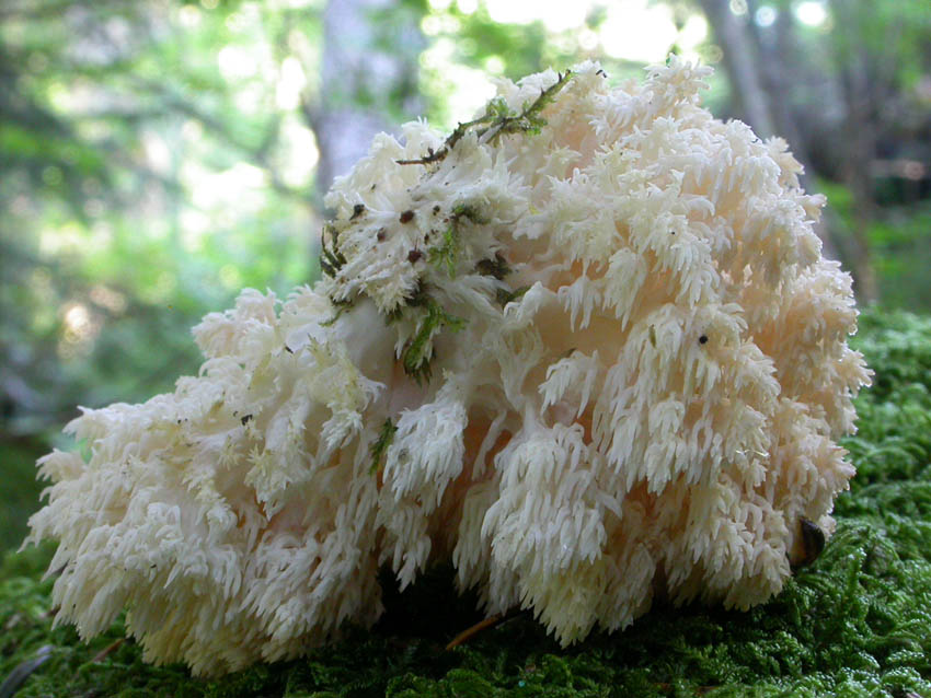 La foresta subalpina di Les breuleux  (CH)