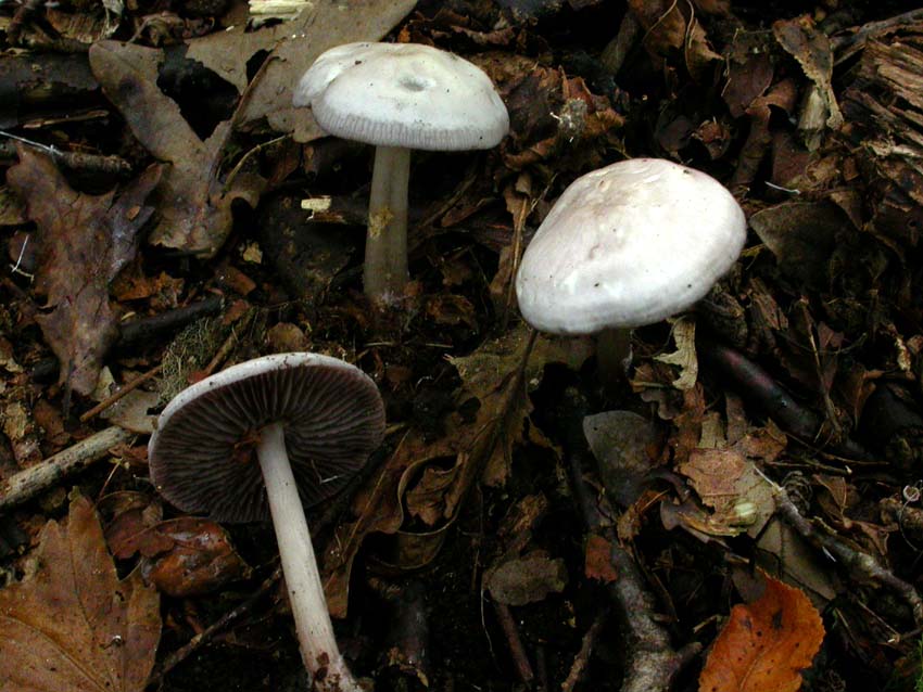 Genere Mycena