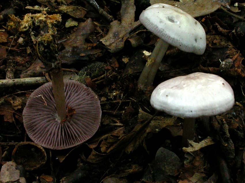 Genere Mycena