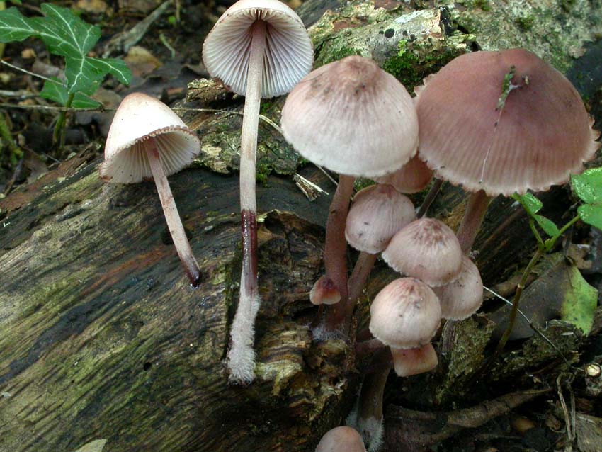 Genere Mycena