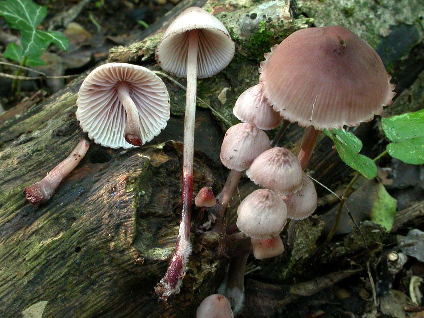 Genere Mycena