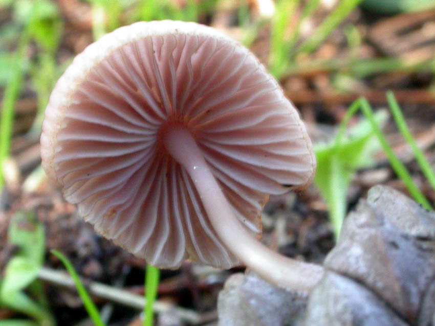 Genere Mycena