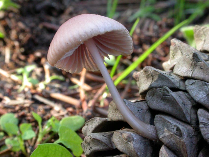 Genere Mycena