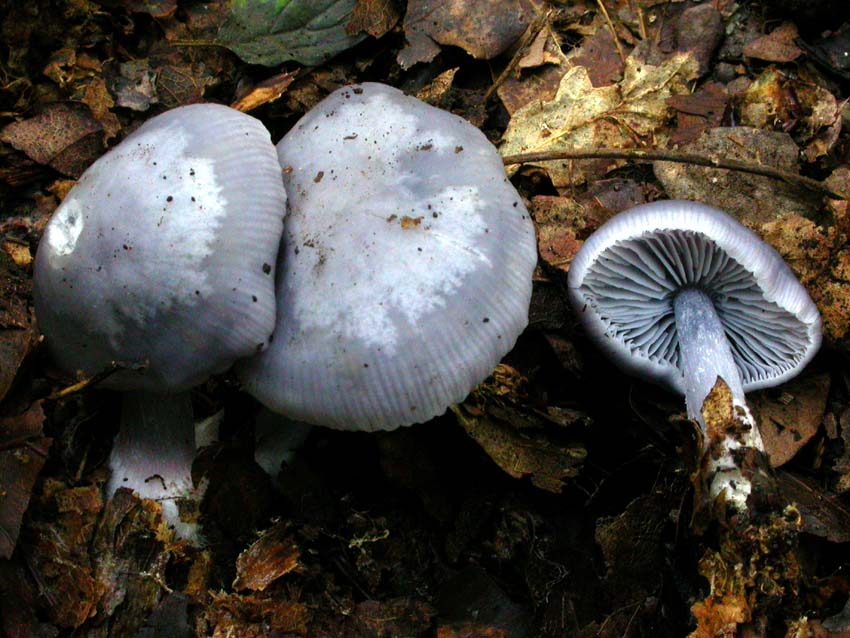 Genere Mycena