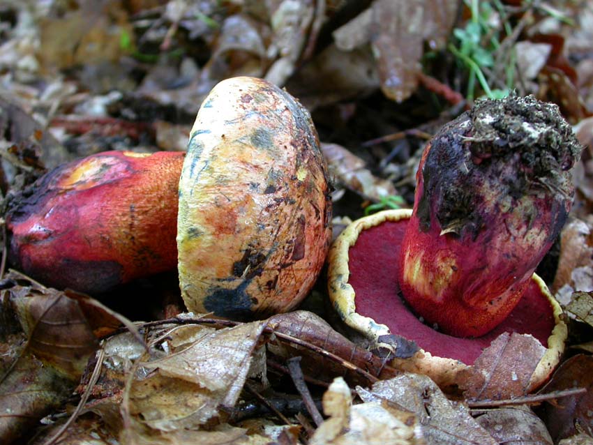 Boletus luteocupreus da discutere