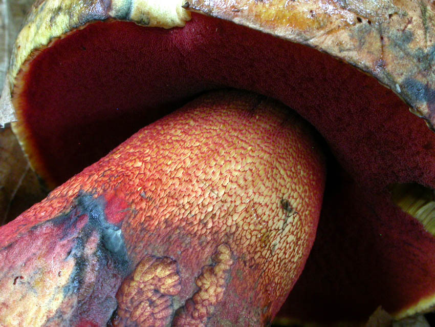 Boletus luteocupreus da discutere