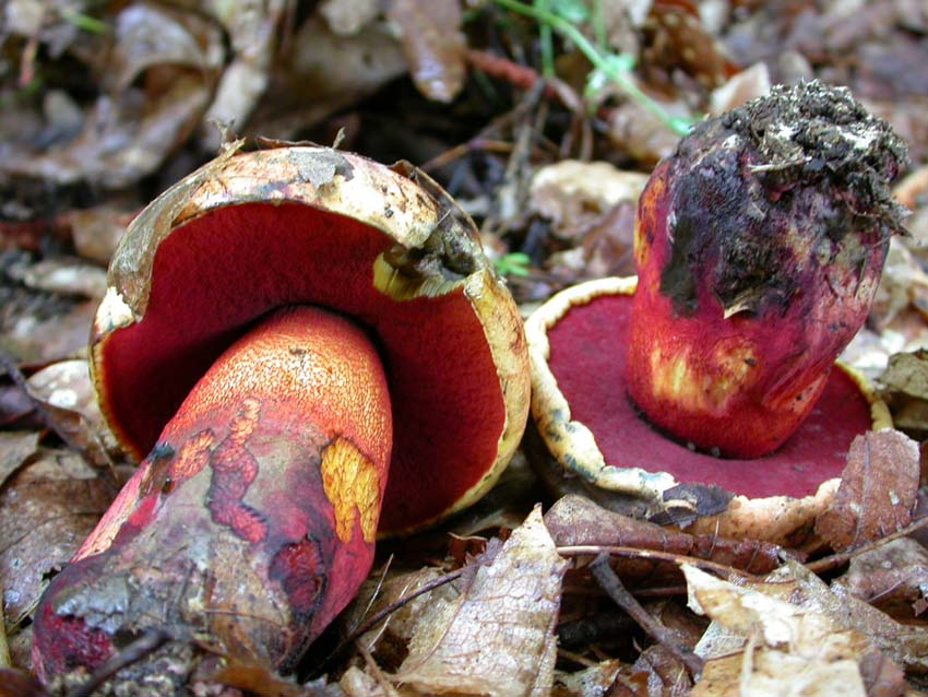 Boletus luteocupreus da discutere