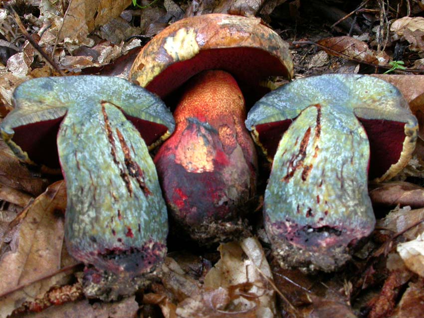 Boletus luteocupreus da discutere