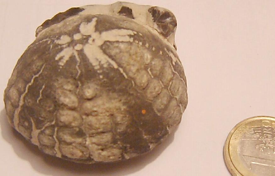 Fossili e minerali....