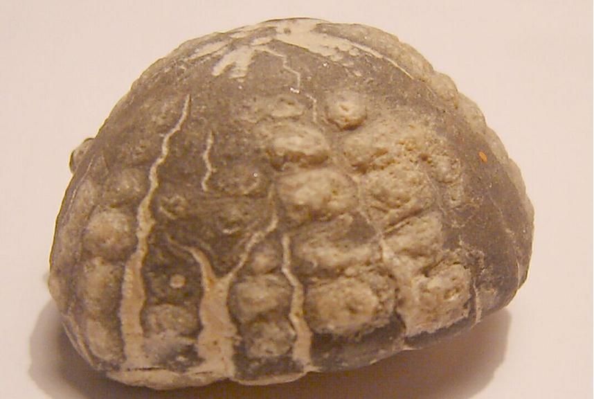 Fossili e minerali....