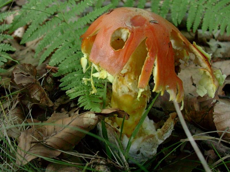 Amanita caesarea 29.09.05