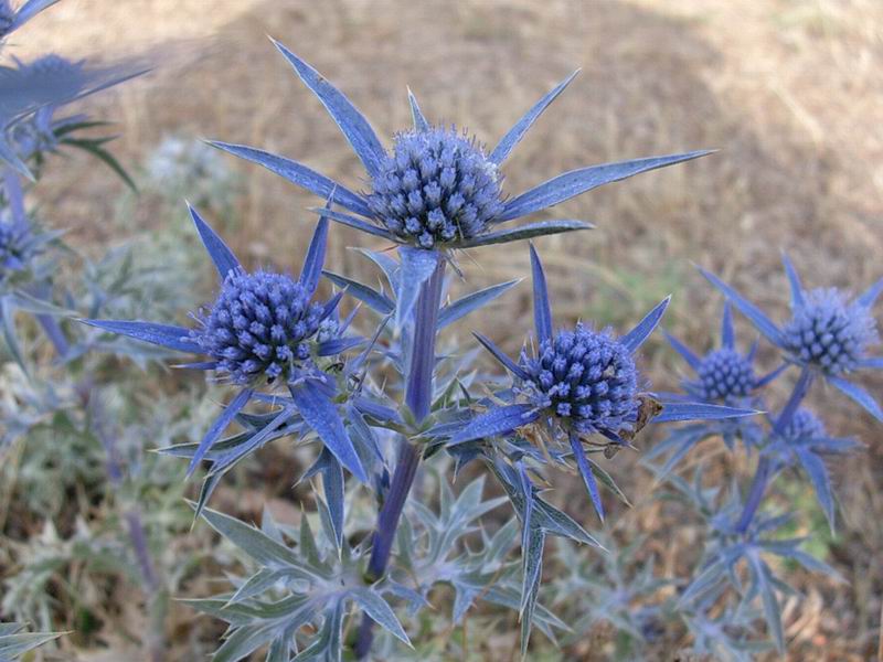 Eryngium amethystinum, Marrubium incanum, Echium vulgare