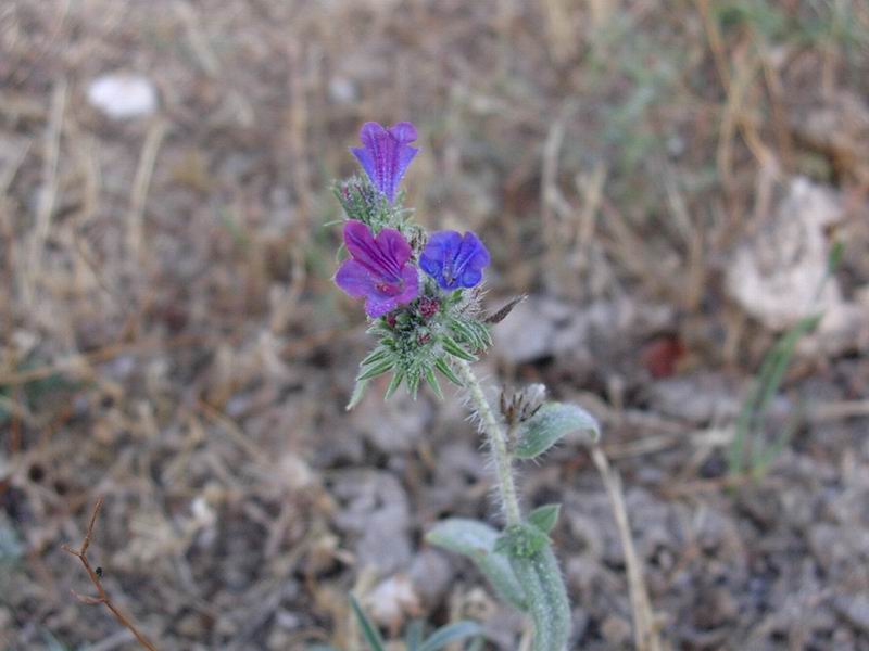 Eryngium amethystinum, Marrubium incanum, Echium vulgare