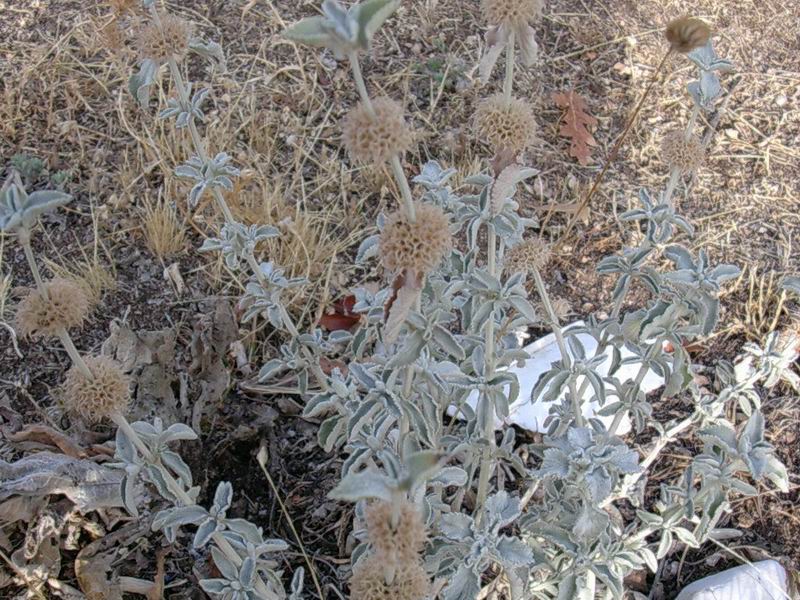 Eryngium amethystinum, Marrubium incanum, Echium vulgare