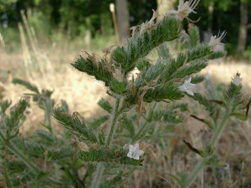 Eryngium amethystinum, Marrubium incanum, Echium vulgare