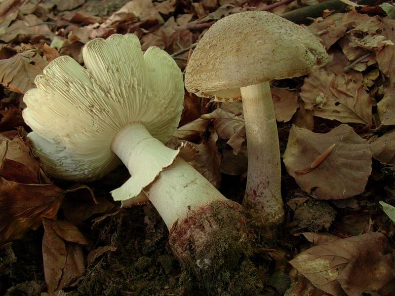 piano del rascino solita amanita rubescens