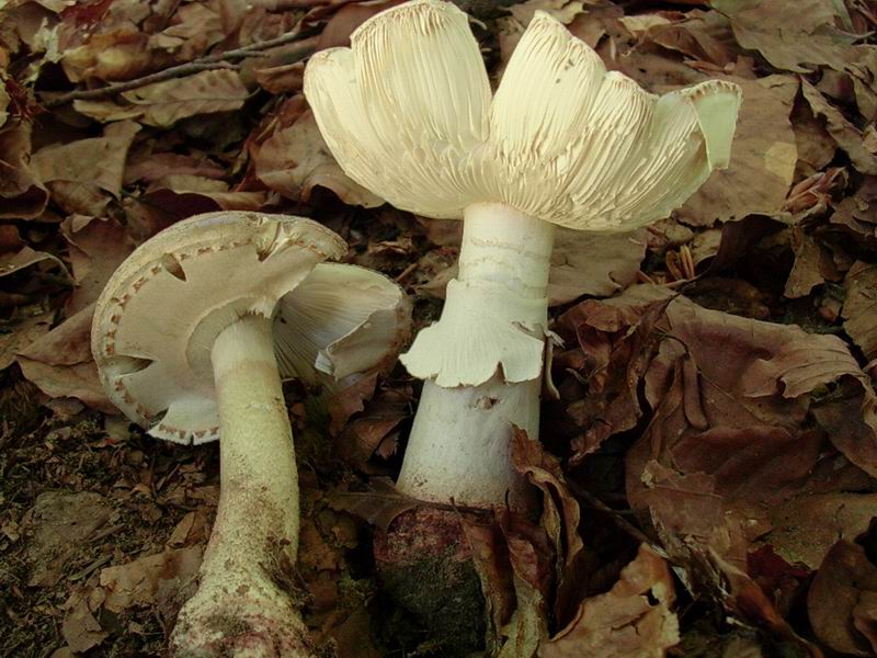 piano del rascino solita amanita rubescens