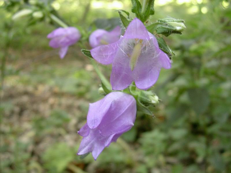 Campanula trachelium, Centaurea sp., Monotropa hypopitys, Carlina acaulis