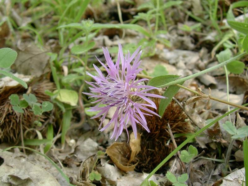 Campanula trachelium, Centaurea sp., Monotropa hypopitys, Carlina acaulis