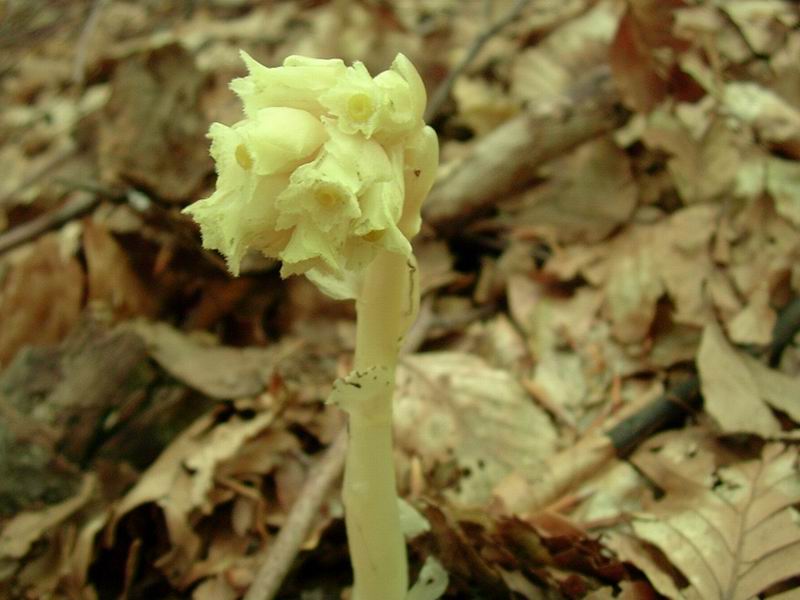 Campanula trachelium, Centaurea sp., Monotropa hypopitys, Carlina acaulis