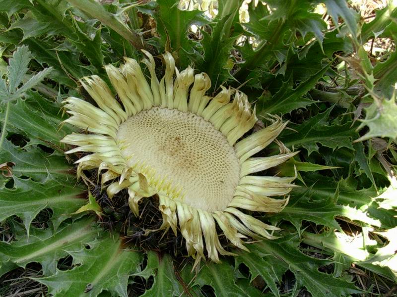 Campanula trachelium, Centaurea sp., Monotropa hypopitys, Carlina acaulis