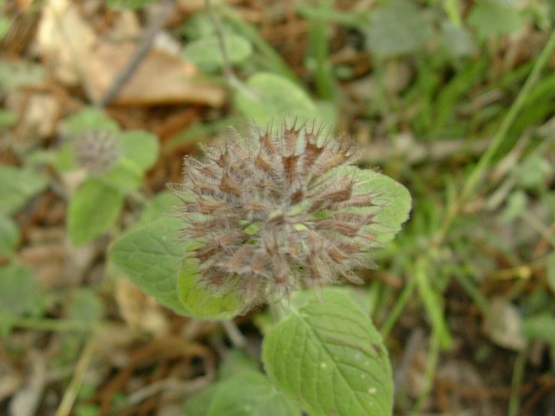 Clinopodium vulgare e Quercus cerris