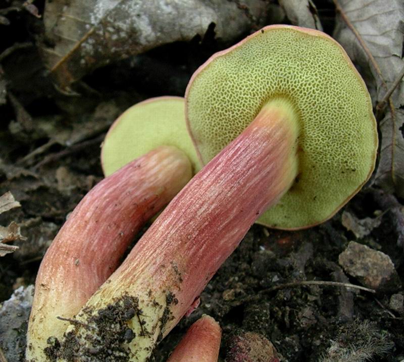 altro xerocomus 30.08.