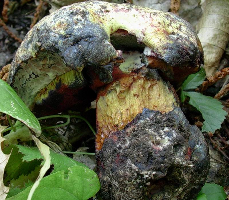che boletus  � 30.08.