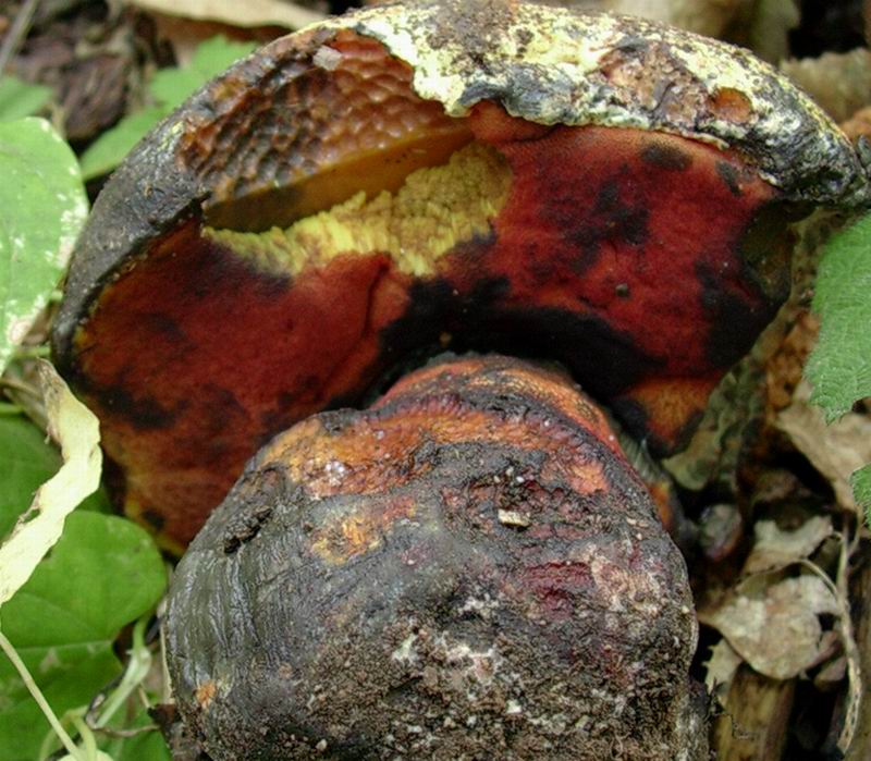 che boletus  � 30.08.