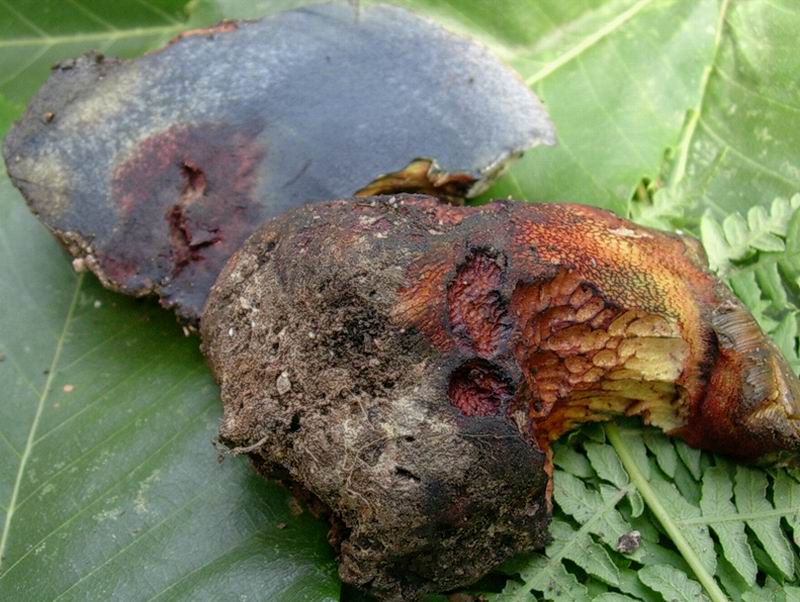 che boletus  � 30.08.