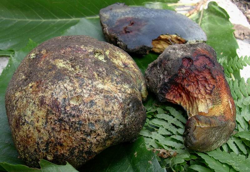 che boletus  � 30.08.