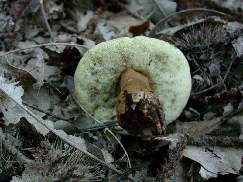 Gyroporus castaneus 16.09.05