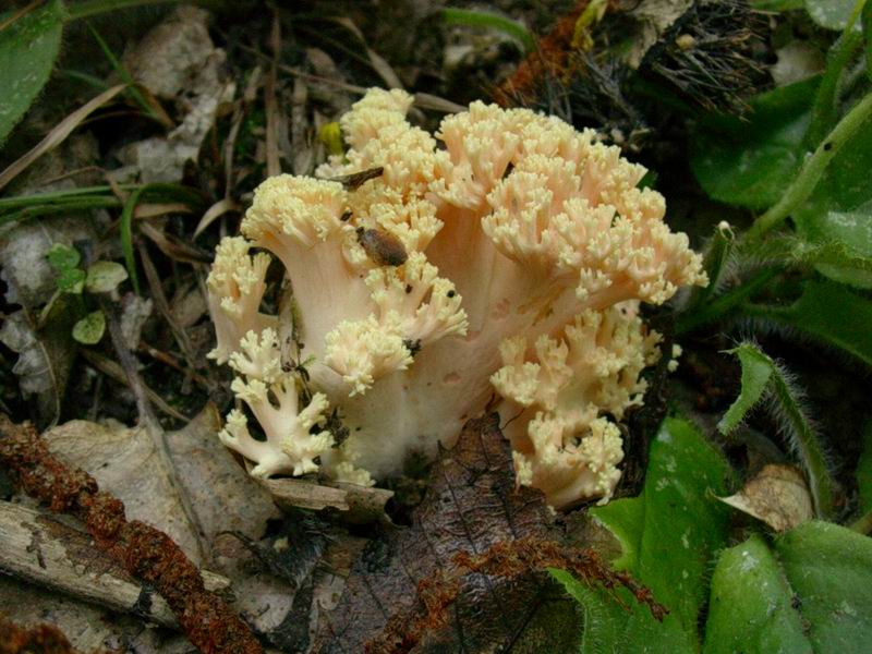 ramaria formosa 17.09.05