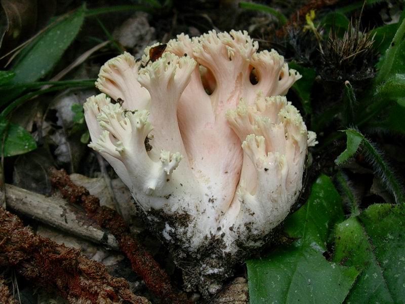 ramaria formosa 17.09.05