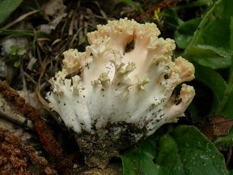 ramaria formosa 17.09.05