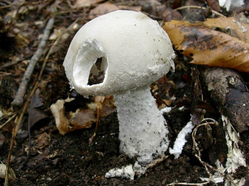 cystolepiota adulterina 17.09.05