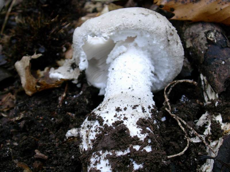 cystolepiota adulterina 17.09.05