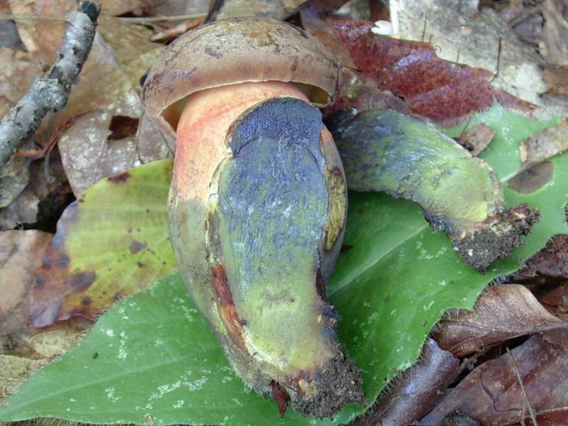 da determinare boletus bosco misto 20.09.05