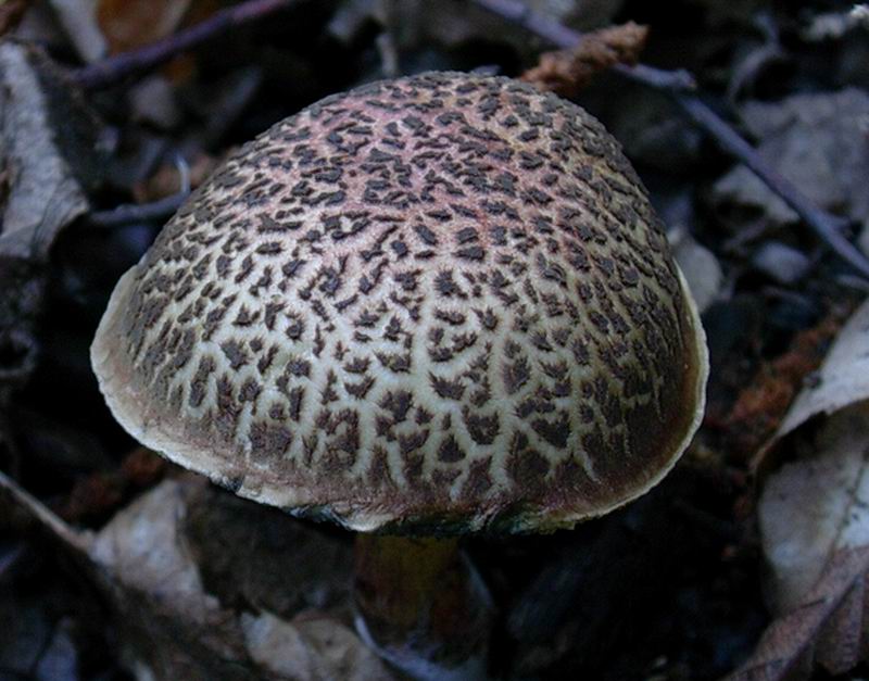 due funghi trovati sotto castagno 02.09.05.