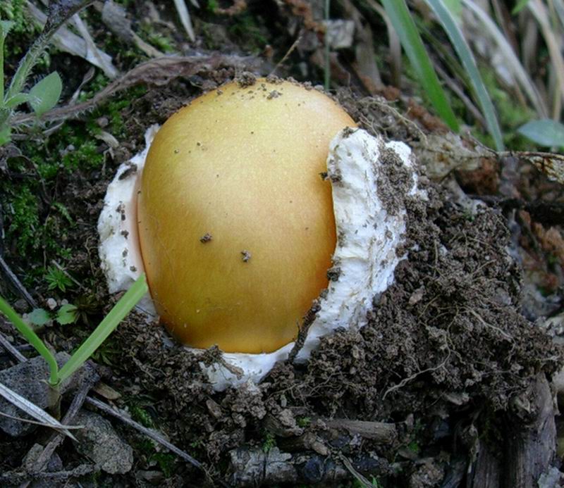 amanita caesaria 02.09.05