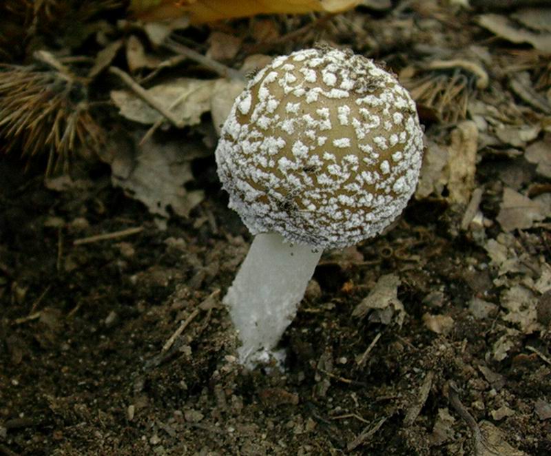 amanita pantherina 02.09.05.