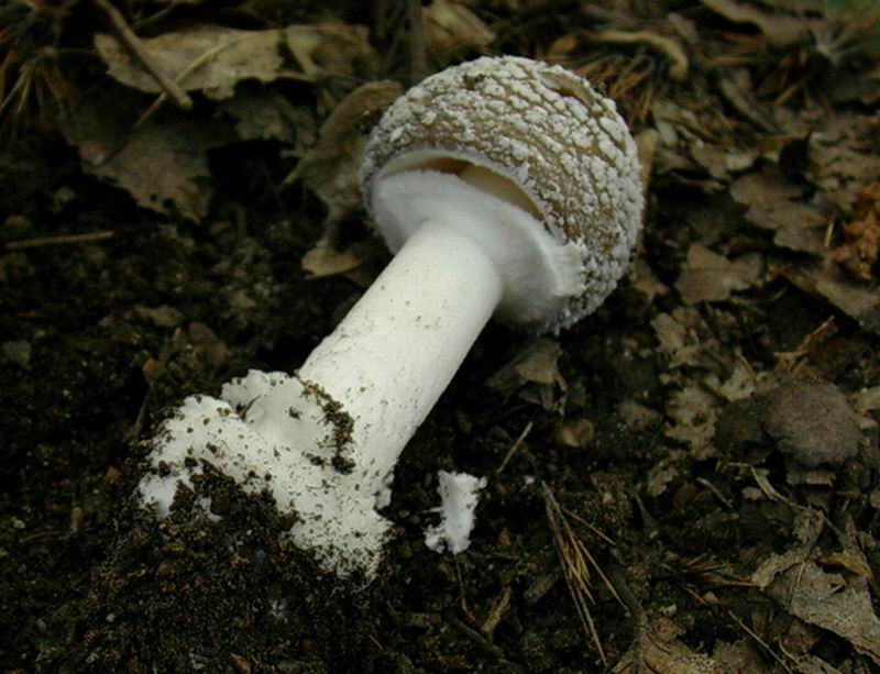 amanita pantherina 02.09.05.